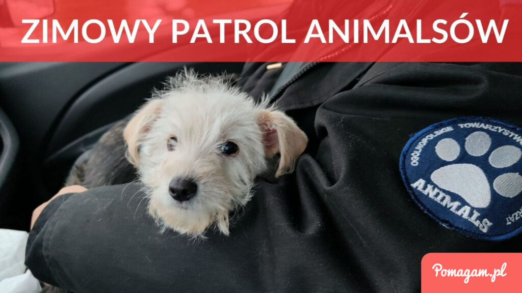 Zimowy Patrol Animalsów