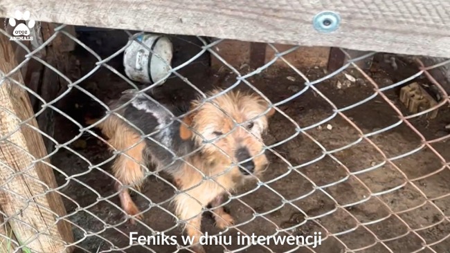 Zimowy Patrol Animalsów