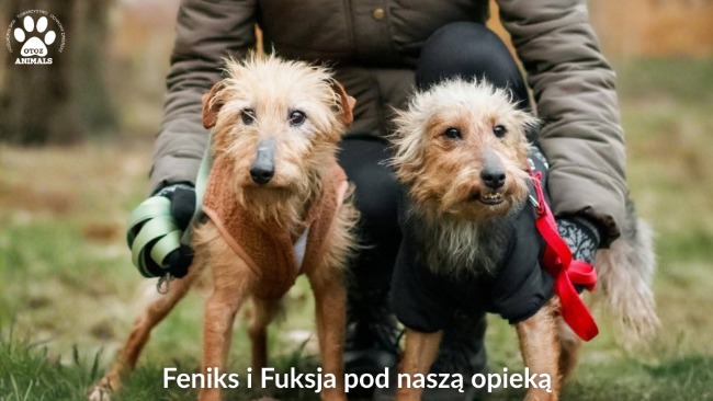 Zimowy Patrol Animalsów