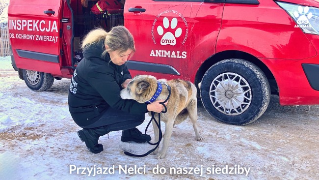 Zimowy Patrol Animalsów