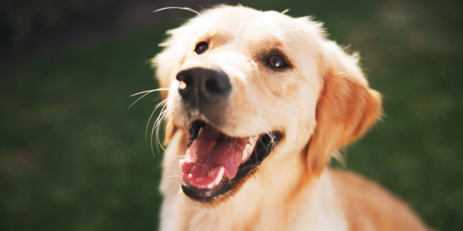 program adopcji psów