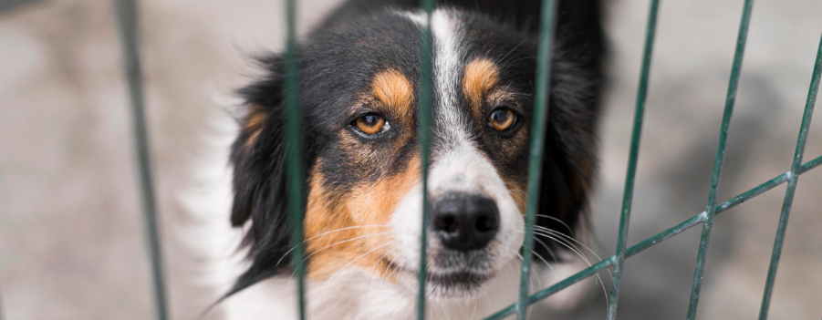 program adopcji psów